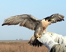 Peregrine Falcon being released