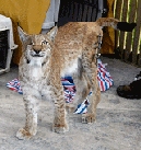 Rescued Lynx