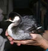 Gerry Gage with Grebe
