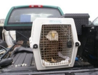 Bald Eagle is transported to the Oso Creek Animal Hospital.